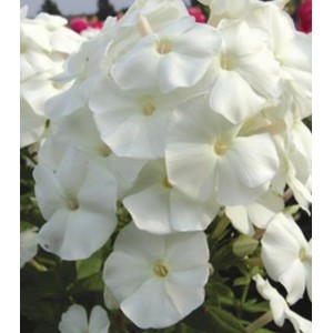 Флокс Phlox Pina Colada